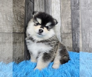 Pomsky Puppy for sale in BELLEVUE, IA, USA