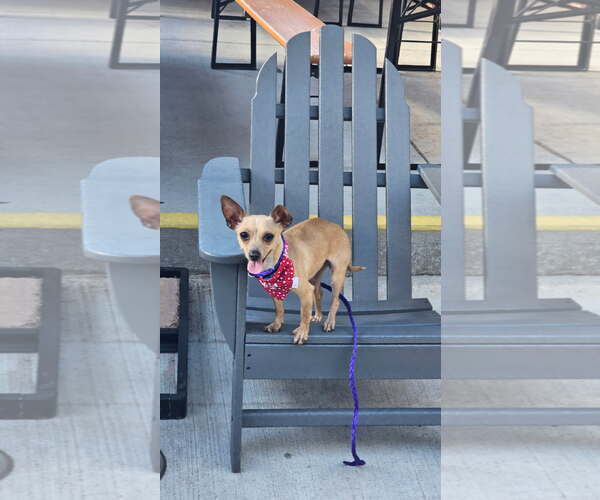 Medium Photo #1 Chihuahua-Unknown Mix Puppy For Sale in Fort Collins, CO, USA