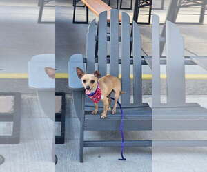 Chihuahua-Unknown Mix Dogs for adoption in Fort Collins, CO, USA