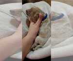 Puppy 11 Goldendoodle