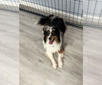 Small #1 Australian Shepherd