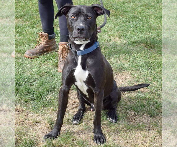 Medium Photo #9 American Staffordshire Terrier-Unknown Mix Puppy For Sale in Huntley, IL, USA
