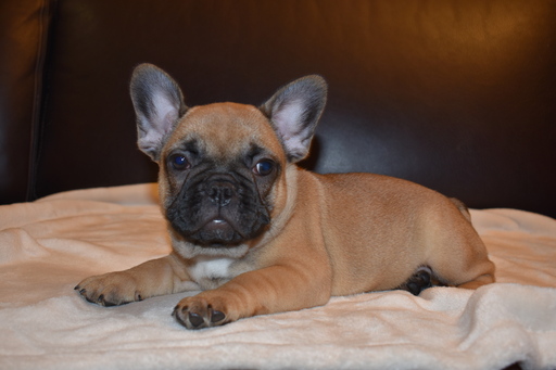 View Ad French Bulldog Puppy for Sale, California