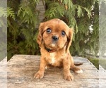 Small #3 Cavalier King Charles Spaniel