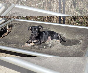 Chihuahua-Unknown Mix Dogs for adoption in NYC, NY, USA