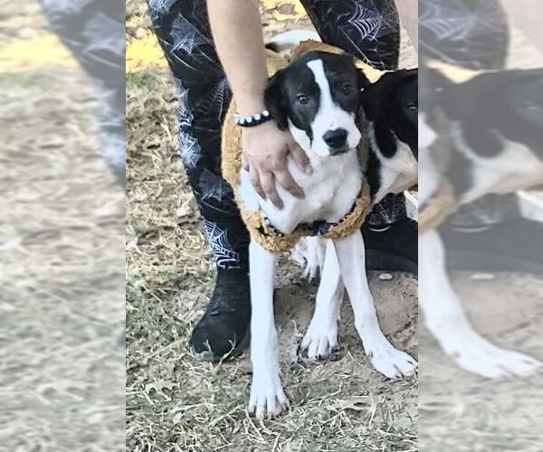 Medium Photo #14 Great Pyrenees Puppy For Sale in Spring, TX, USA