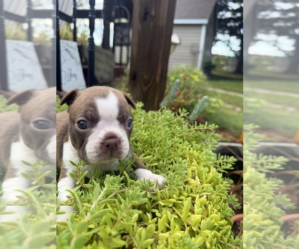 Medium Photo #5 Boston Terrier Puppy For Sale in FREDONIA, KS, USA