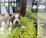 Small #4 Boston Terrier