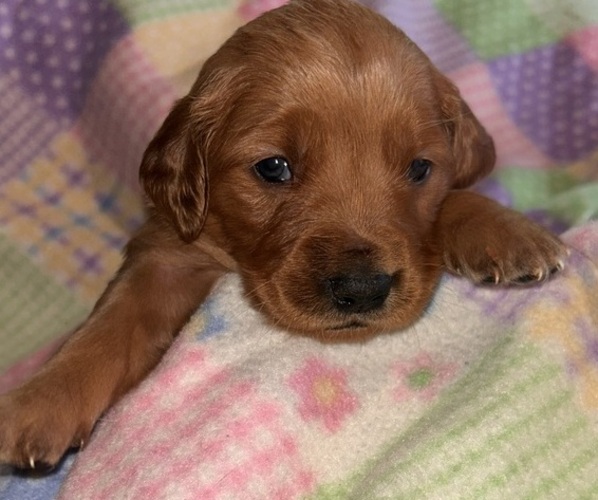 Medium Photo #1 Golden Retriever Puppy For Sale in ALLEGAN, MI, USA