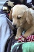 Small Photo #12 Labrador Retriever Puppy For Sale in BARNESVILLE, GA, USA