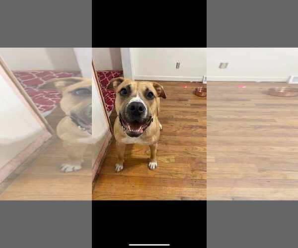 Medium Photo #4 Mutt Puppy For Sale in Waterloo, IA, USA