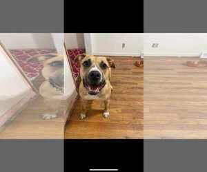 Whiskey - Female Mutt Dog for Adoption - Photo #4
