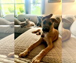 Small #20 Labrador Retriever Mix