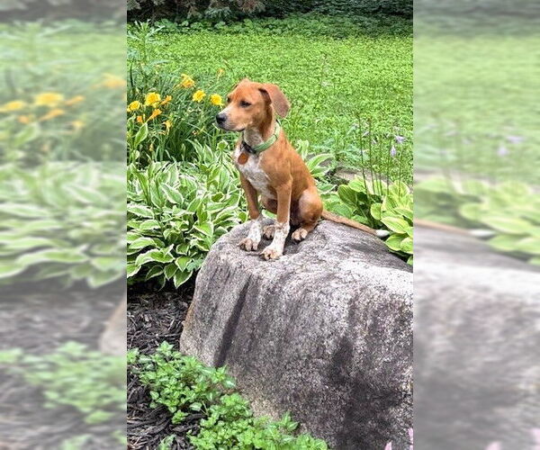 Medium Photo #5 Beagle-Unknown Mix Puppy For Sale in St. Louis Park, MN, USA