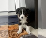 Small #4 Australian Shepherd
