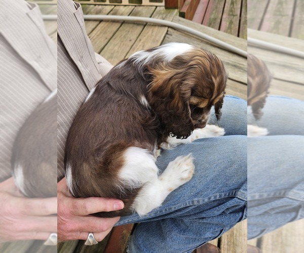 Medium Photo #16 Cocker Spaniel Puppy For Sale in FANCY GAP, VA, USA