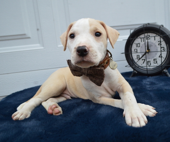Medium Photo #1 American Pit Bull Terrier Puppy For Sale in HONEY BROOK, PA, USA