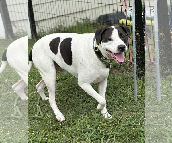 Medium Photo #1 Mutt Puppy For Sale in Virginia Beach, VA, USA