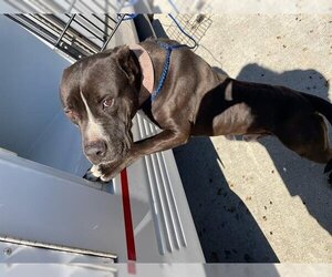 Staffordshire Bull Terrier-Unknown Mix Dogs for adoption in Houston, TX, USA