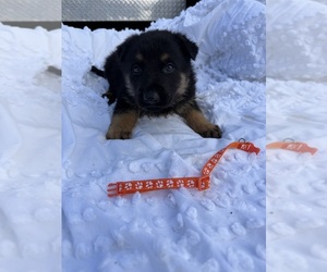 German Shepherd Dog Puppy for sale in GREENVILLE, NC, USA
