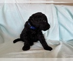 Small Photo #7 Goldendoodle Puppy For Sale in CHIPLEY, FL, USA
