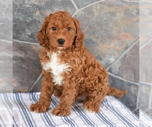 Poodle (Miniature) Puppy for sale in MILL HALL, PA, USA