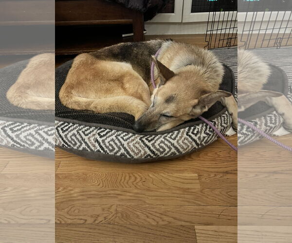 Medium Photo #5 German Shepherd Dog-Unknown Mix Puppy For Sale in Seattle, WA, USA
