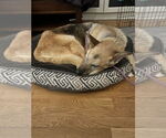 Small #4 German Shepherd Dog Mix