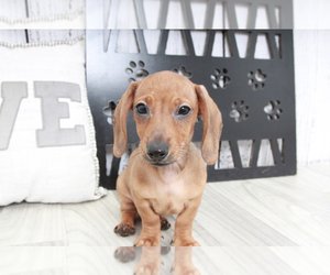 Dachshund Puppy for sale in MARIETTA, GA, USA