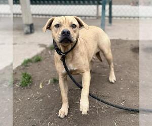 Black Mouth Cur Dogs for adoption in Modesto, CA, USA