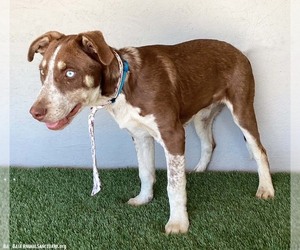 Trent - Male Siberian Husky-Unknown Mix Dog for Adoption - Photo #3