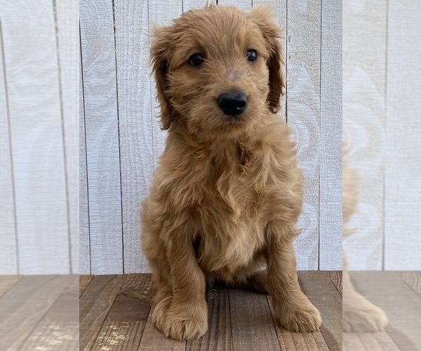 Medium Photo #7 Goldendoodle Puppy For Sale in MARBLE FALLS, TX, USA