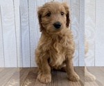 Small Photo #7 Goldendoodle Puppy For Sale in MARBLE FALLS, TX, USA