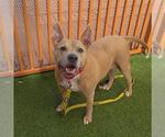CHEEKS - Male Mutt Dog for Adoption - Small photo