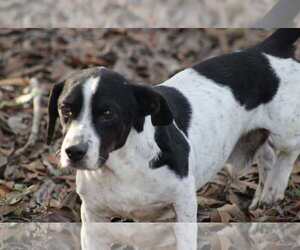 Dachshund-Unknown Mix Dogs for adoption in Ocean Springs, MS, USA