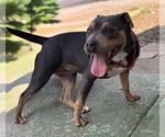 Small #2 American Pit Bull Terrier Mix