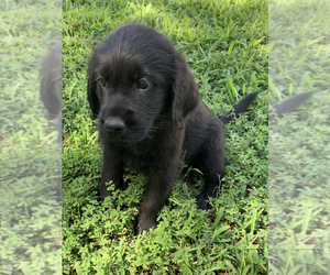 Labradoodle-Labrador Retriever Mix Puppy for sale in ROSEBUD, MO, USA