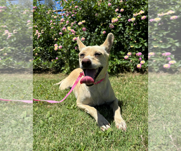 Medium Photo #1 Chihuahua-Unknown Mix Puppy For Sale in Fresno, CA, USA