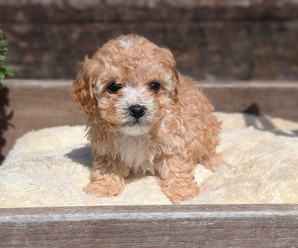 Medium Photo #3 Cavapoo (Miniature) Puppy For Sale in GOSHEN, IN, USA