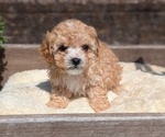 Small Photo #29 Cavapoo (Miniature) Puppy For Sale in GOSHEN, IN, USA