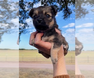 Chorkie Puppy for sale in RANGER, TX, USA