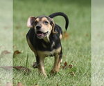 Small Photo #9 Australian Shepherd-Beagle Mix Puppy For Sale in Mechanicsburg, PA, USA