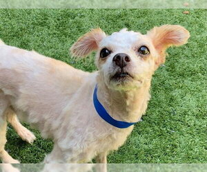 Poodle (Miniature)-Unknown Mix Dogs for adoption in Moreno Valley, CA, USA