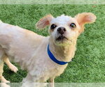 Small Poodle (Miniature) Mix