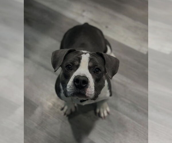 Medium Photo #1 Beabull Puppy For Sale in Las Vegas, NV, USA