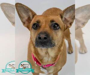 Medium Jack Russell Terrier Mix