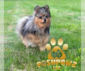 Mother of the Pomeranian puppies born on 05/25/2025