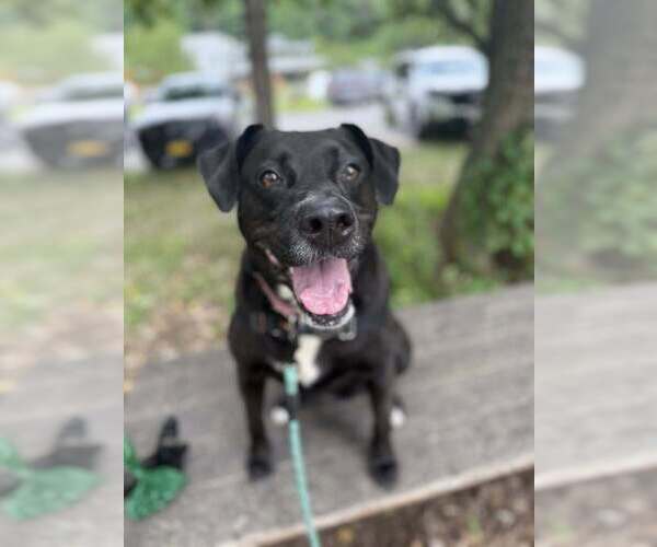 Medium Photo #20 Labrador Retriever-Unknown Mix Puppy For Sale in Elmsford, NY, USA