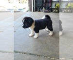Small Photo #5 Akita Puppy For Sale in DENVER, CO, USA