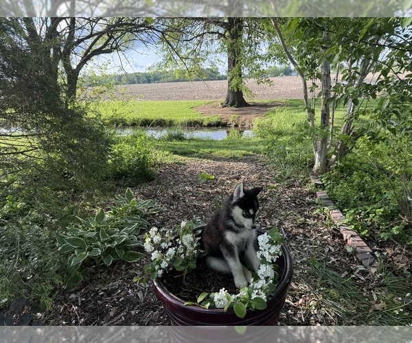 Medium Photo #5 Siberian Husky Puppy For Sale in ALTON, IL, USA
